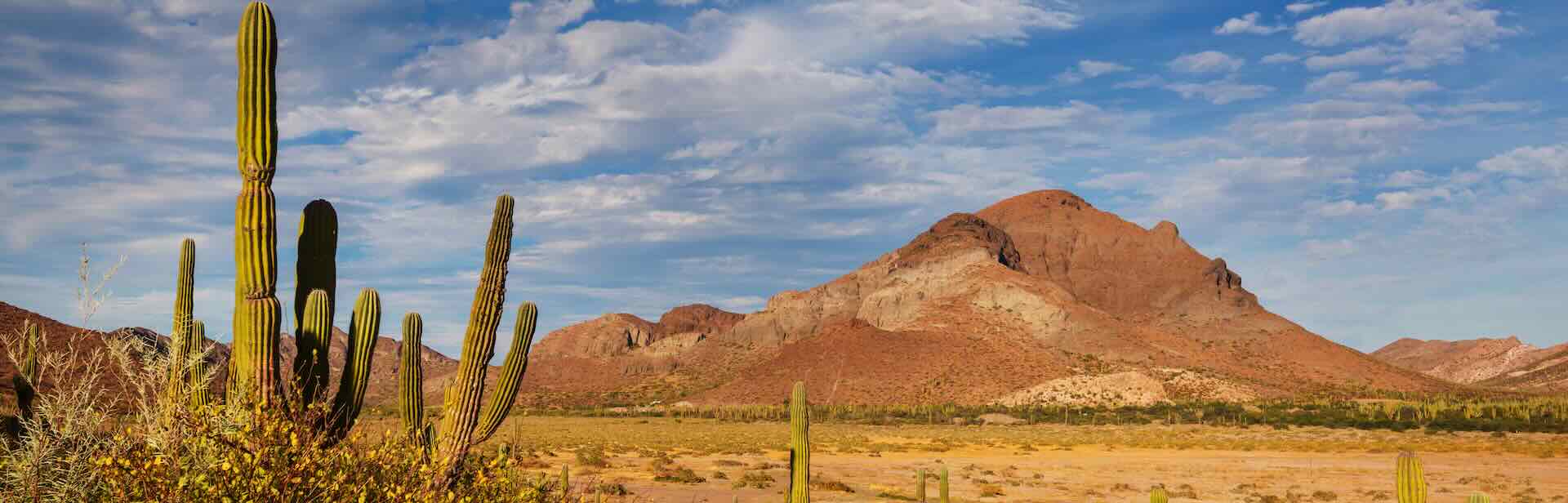 A landscape photo of the desert with a saguaro in the foreground and a mountain in the background.