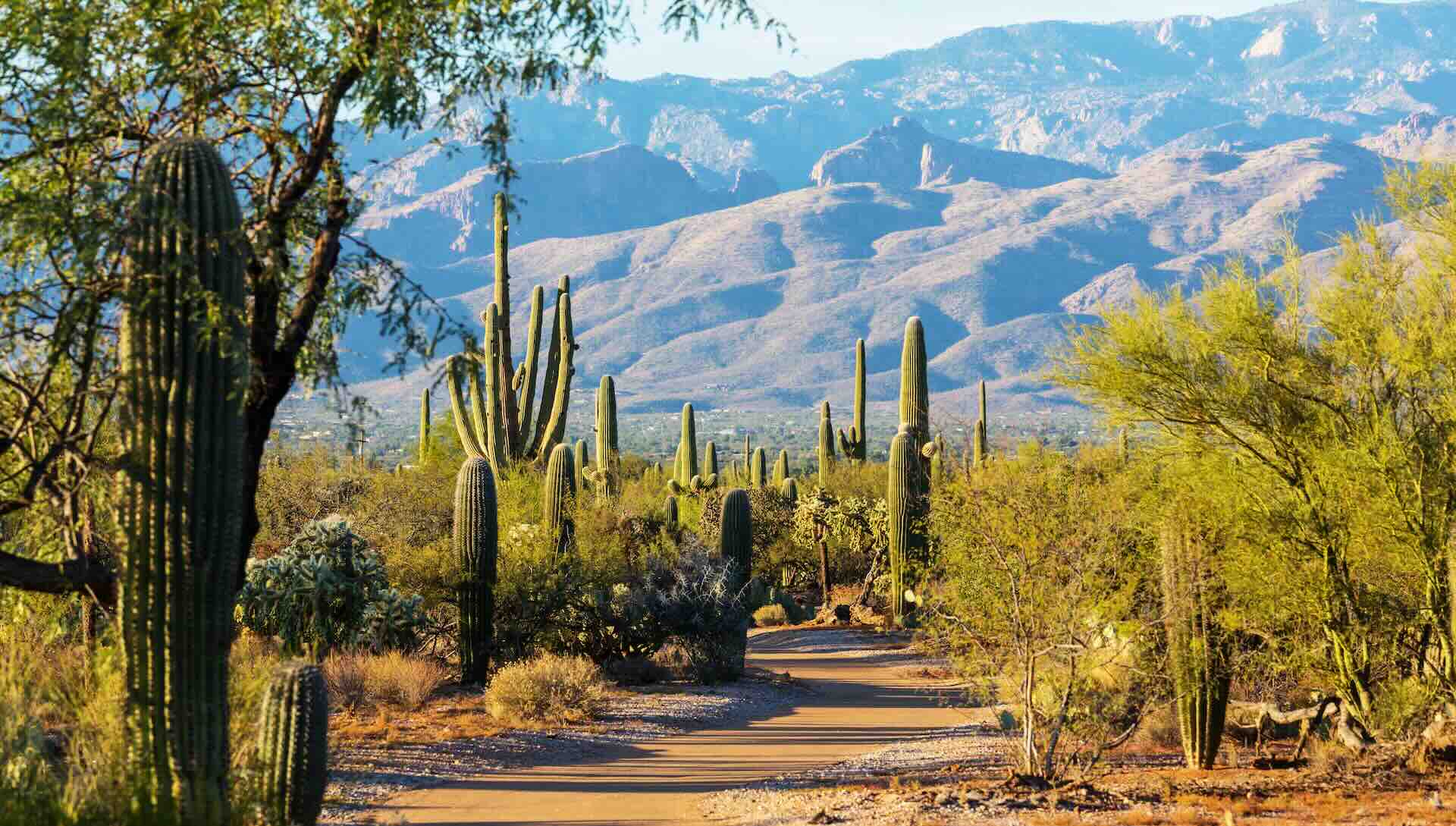 A windy dirt road in the desert, between saguaros and bushes and hills.