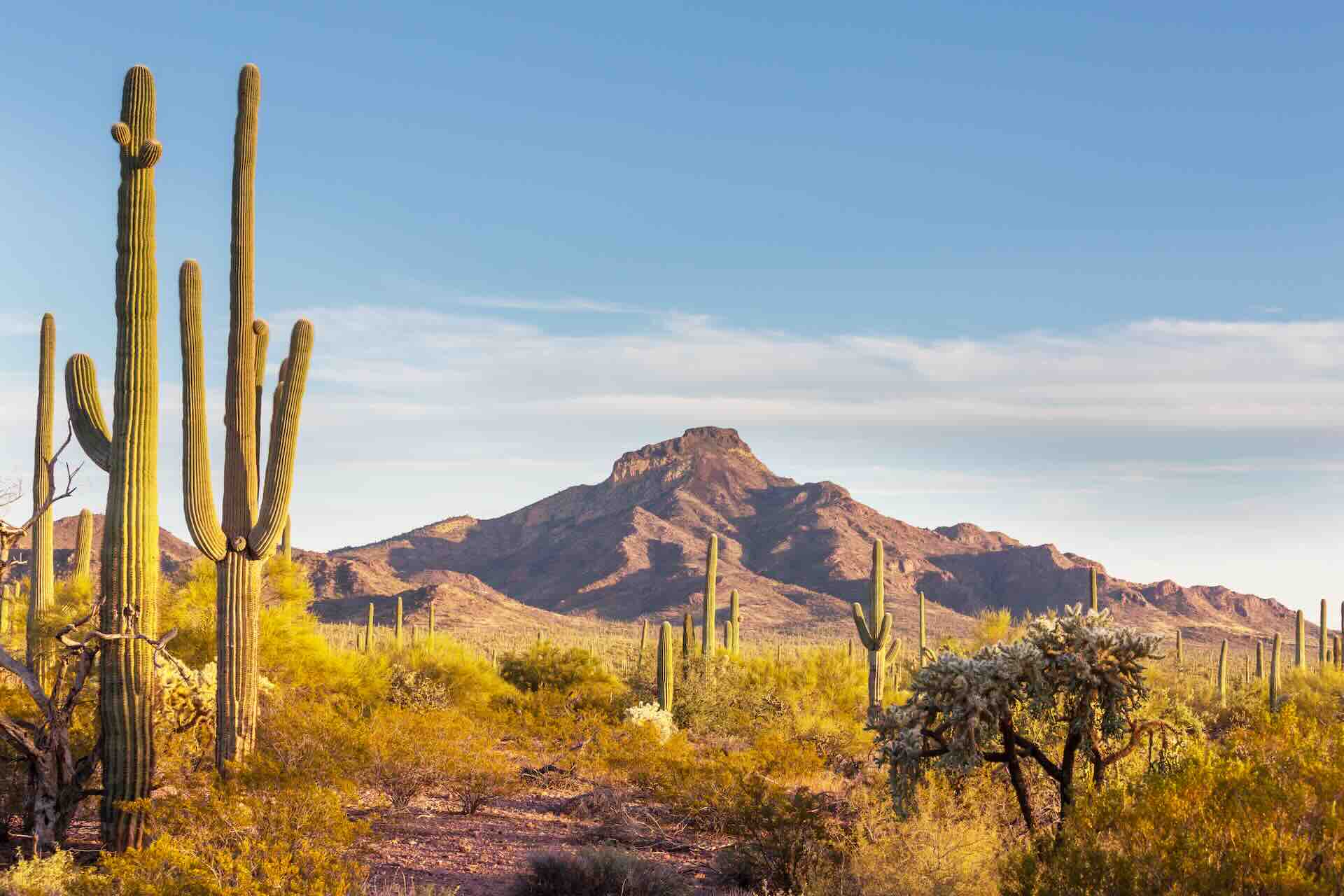 A landscape photo of the desert with a saguaro in the foreground and a mountain in the background.