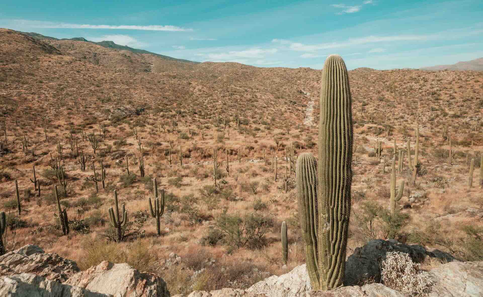 A landscape photo of the desert with a lone cactus in the foreground and a big hill in the background.